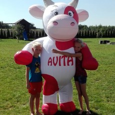 Costume of an inflatable cow 2,4m Avita
